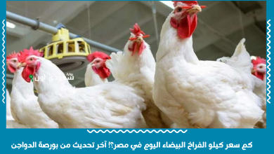 كم سعر كيلو الفراخ البيضاء اليوم في مصر؟! آخر تحديث من بورصة الدواجن