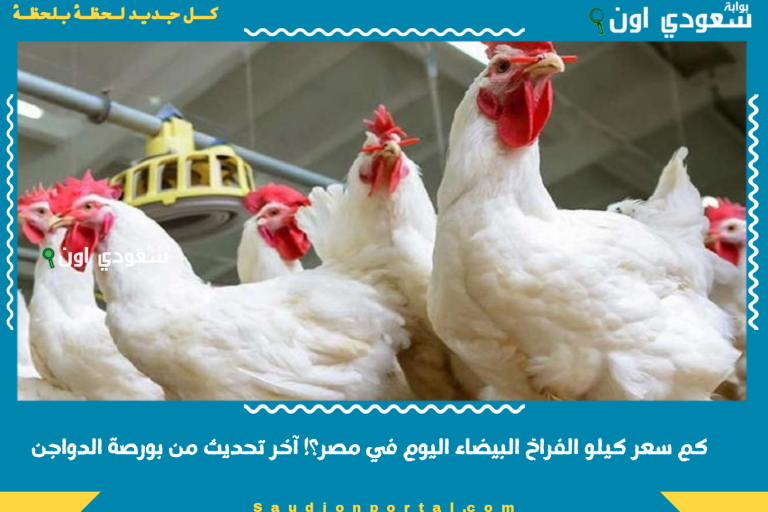 كم سعر كيلو الفراخ البيضاء اليوم في مصر؟! آخر تحديث من بورصة الدواجن