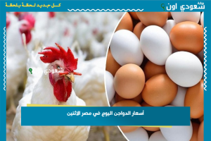 أسعار الدواجن اليوم في مصر الاثنين