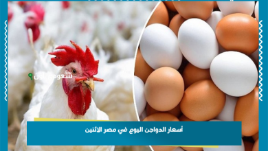 أسعار الدواجن اليوم في مصر الاثنين