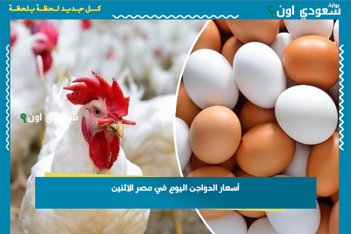 كيلو الفراخ البيضاء بكام؟! أسعار الدواجن اليوم في مصر الاثنين 23 يونيو 2025 سعر الكيلو من المزرعة للمستهلك