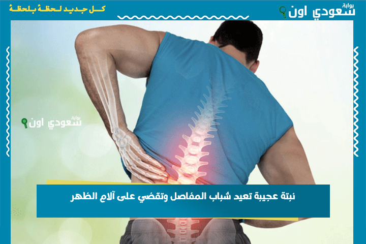 الكل بيتكلم عنها.. نبتة عجيبة تعيد شباب المفاصل وتقضي على آلام الظهر والركب مهما كان عمرك