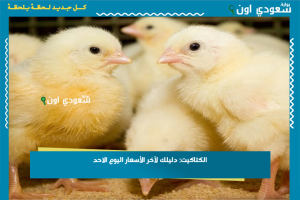 الكتاكيت: دليلك لآخر الأسعار اليوم الاحد