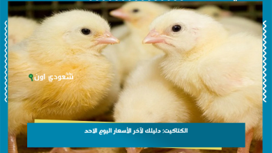 الكتاكيت: دليلك لآخر الأسعار اليوم الاحد