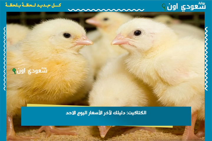 الكتاكيت: دليلك لآخر الأسعار اليوم الاحد 29-6-2025.. تحديث مستمر