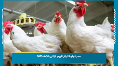 سعر كيلو الفراخ اليوم الاثنين 30-6-2025