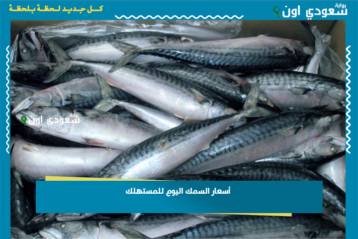البوري بكام والبلطي بكام؟! أسعار السمك اليوم للمستهلك 30-6-2025 جميع الأنواع