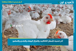آخر تحديث لأسعار الكتاكيت والفراخ البيضاء والبلدي والساسو