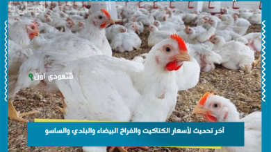 آخر تحديث لأسعار الكتاكيت والفراخ البيضاء والبلدي والساسو