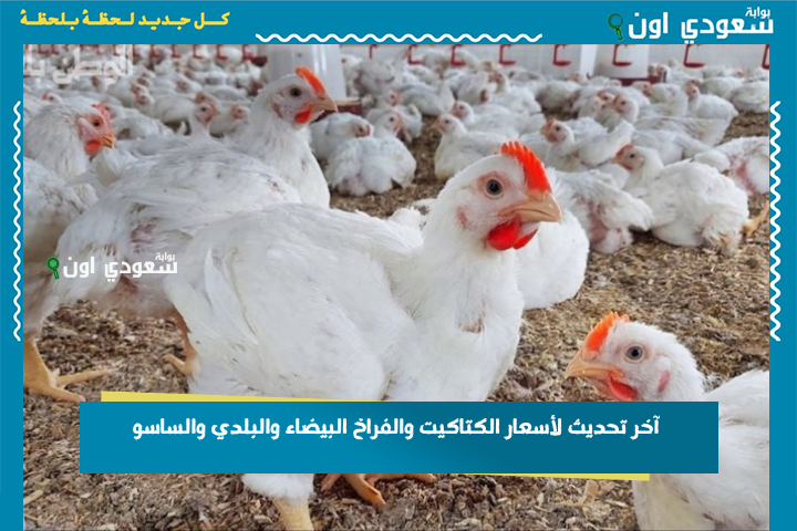 بورصة الدواجن النهاردة: آخر تحديث لأسعار الكتاكيت والفراخ البيضاء والبلدي والساسو.. أسعار الأحد 22 يونيو