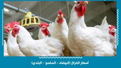 أسعار الفراخ (البيضاء - الساسو – البلدي)