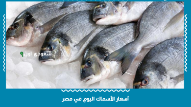 أسعار الأسماك اليوم في مصر