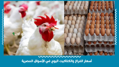 أسعار الفراخ والكتاكيت اليوم في الأسواق المصرية