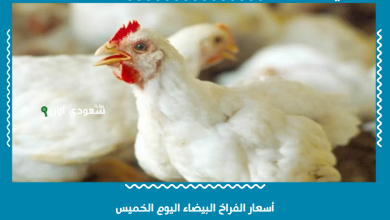 أسعار الفراخ البيضاء اليوم الخميس