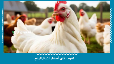 تعرف على أسعار الفراخ اليوم