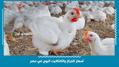 أسعار الفراخ والكتاكيت اليوم في مصر