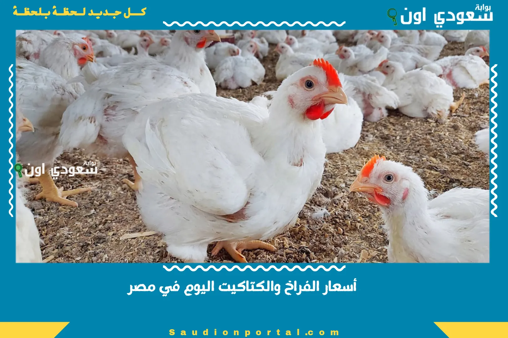 أسعار الفراخ والكتاكيت اليوم في مصر