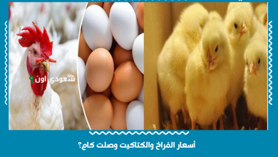 أسعار الفراخ والكتاكيت وصلت كام؟