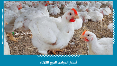 أسعار الدواجن اليوم الثلاثاء