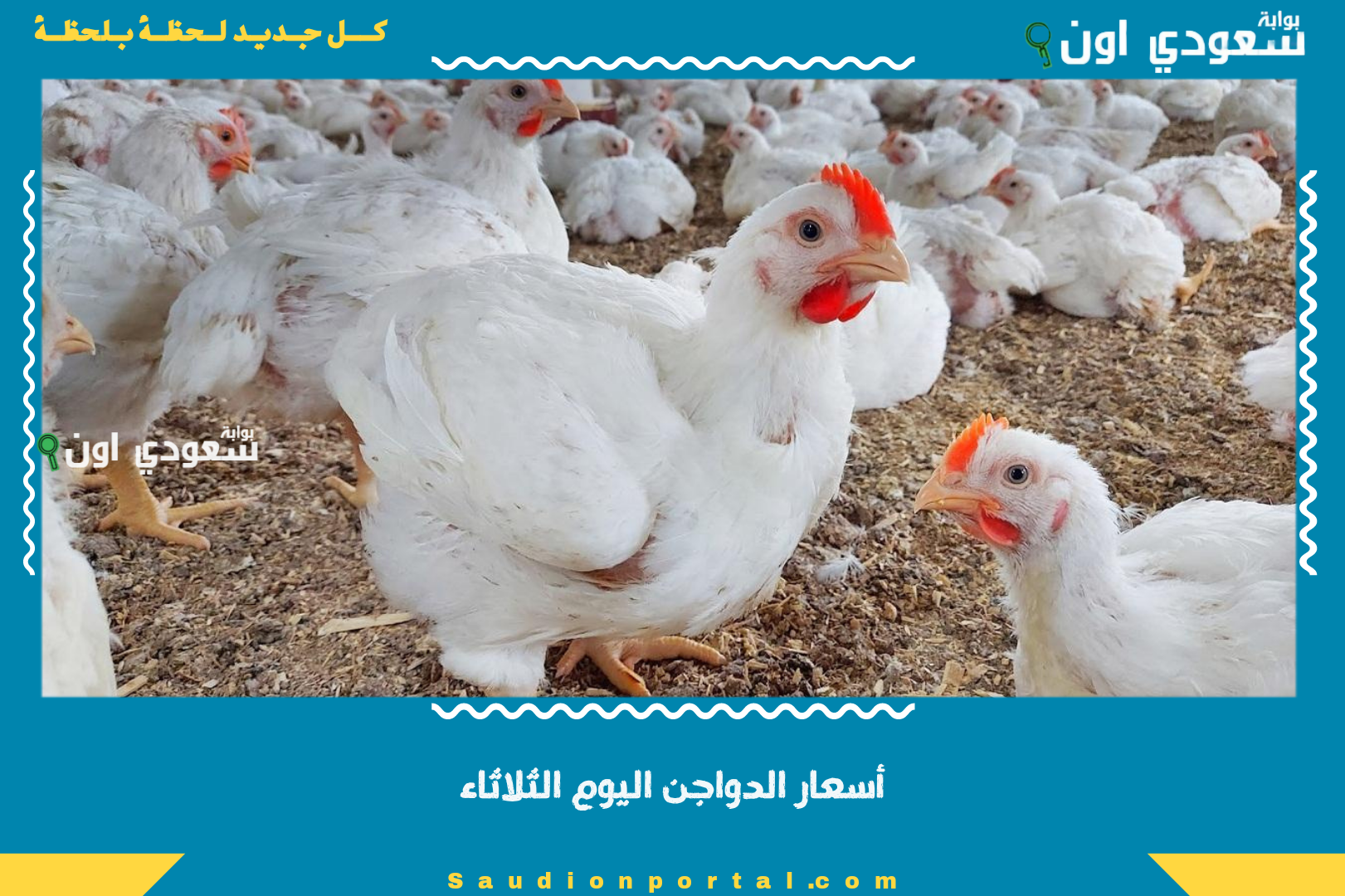 أسعار الدواجن اليوم الثلاثاء