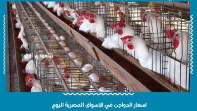 اسعار الدواجن في الاسواق المصرية اليوم