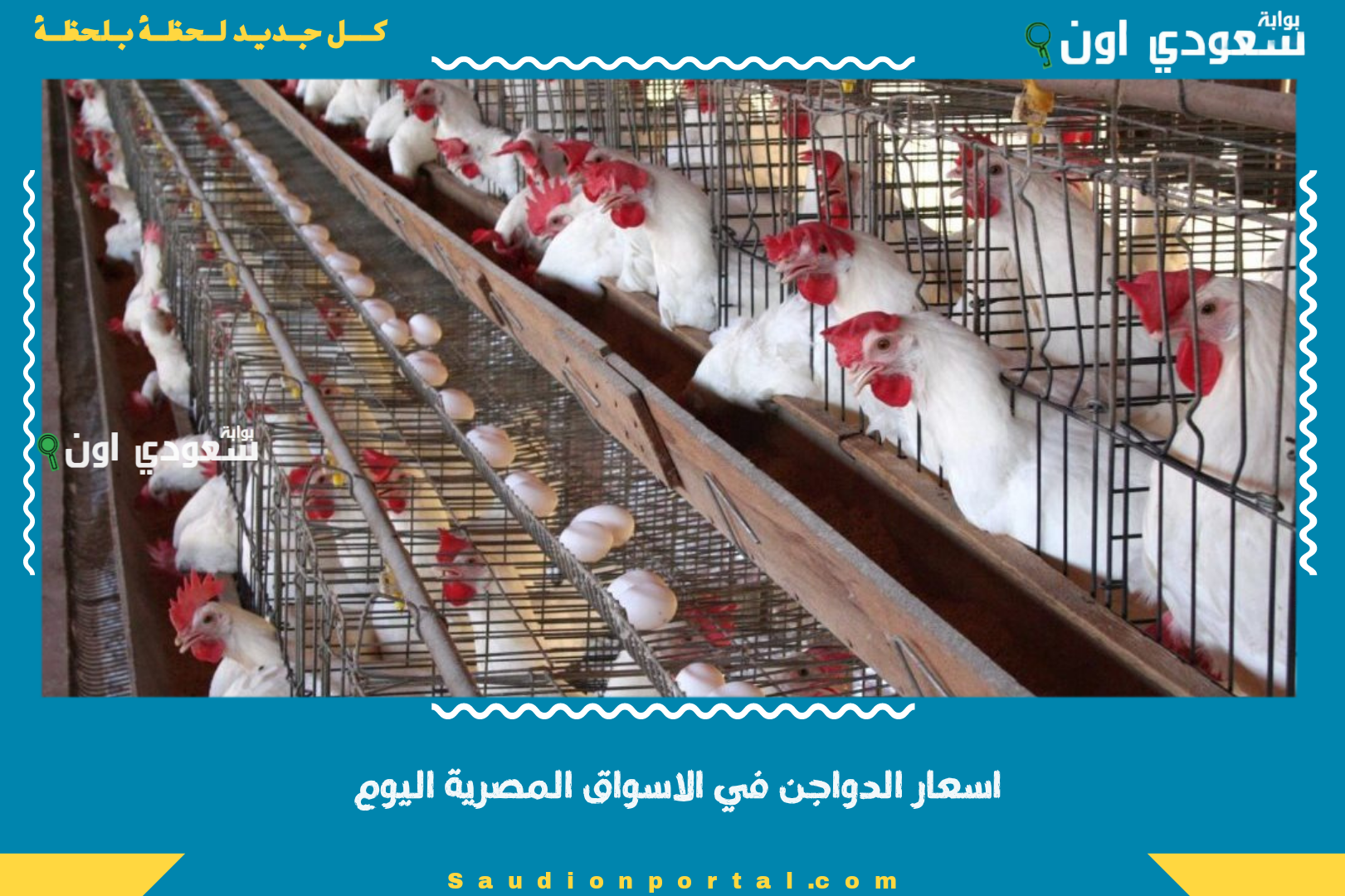 اسعار الدواجن في الاسواق المصرية اليوم