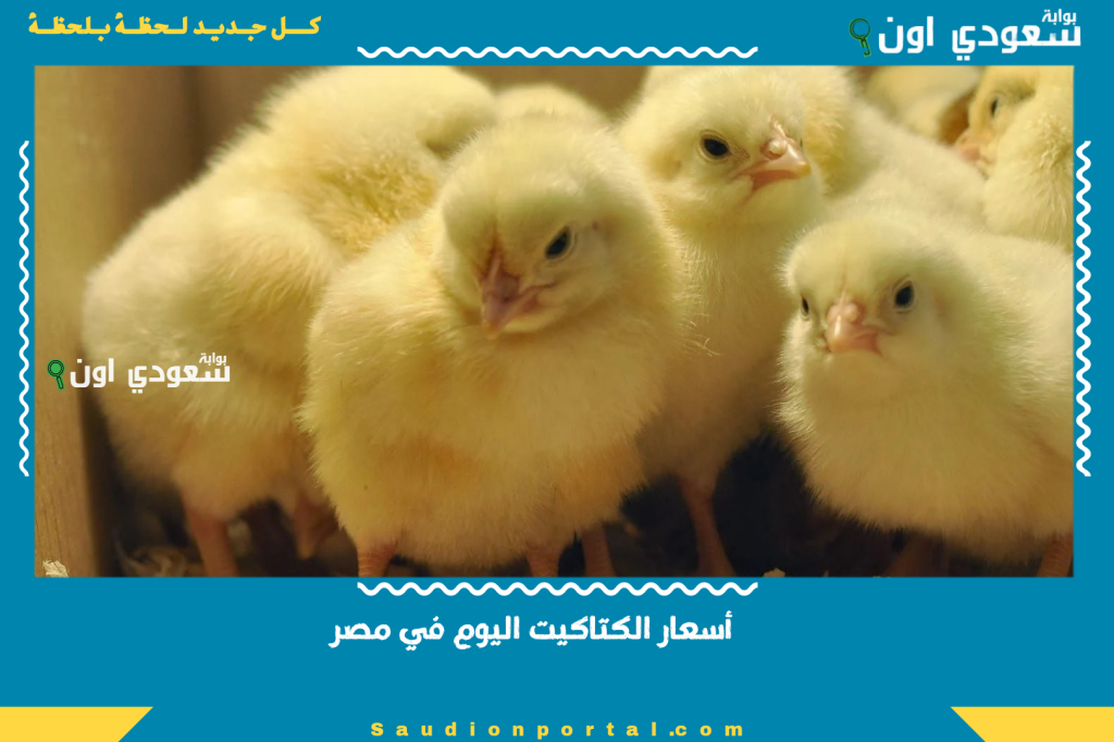أسعار الكتاكيت اليوم في
