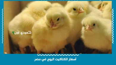 أسعار الكتاكيت اليوم في مصر