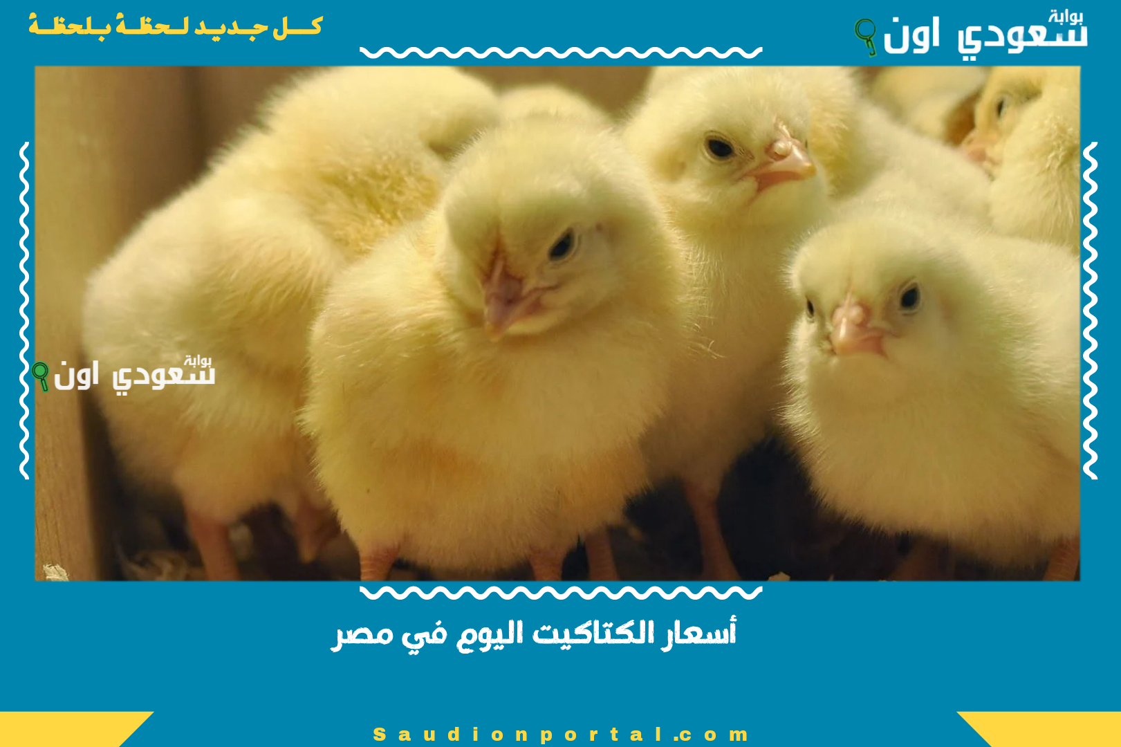أسعار الكتاكيت اليوم في