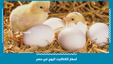 أسعار الكتاكيت اليوم في مصر