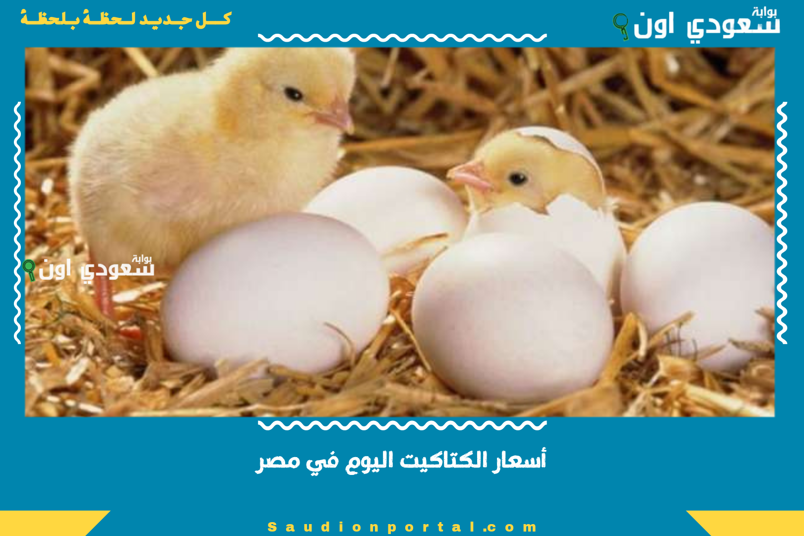 أسعار الكتاكيت اليوم في