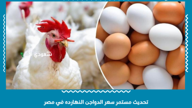 تحديث مستمر سعر الدواجن النهارده في مصر