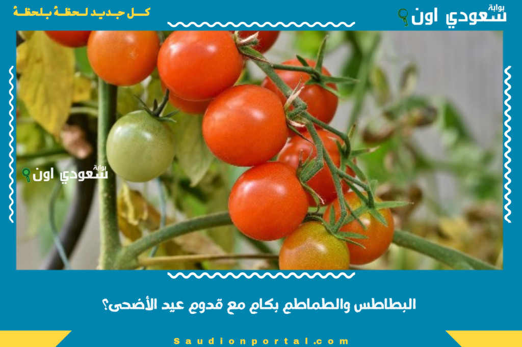 البطاطس والطماطم بكام مع