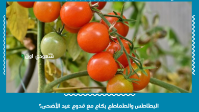 البطاطس والطماطم بكام مع قدوم عيد الأضحى؟