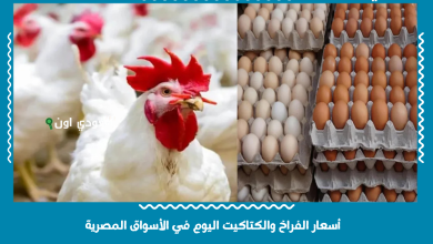أسعار الفراخ والكتاكيت اليوم في الأسواق المصرية