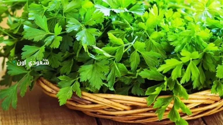 وصفة البقدونس السحرية لتقوية العظام