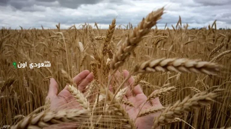 القمح الأوروبي