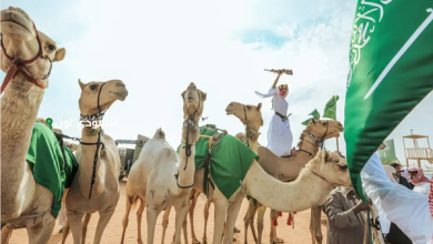 السعودية تنهي رئاستها للسنة الدولية للإبل وتبرز إنجازاتها في هذا المجال