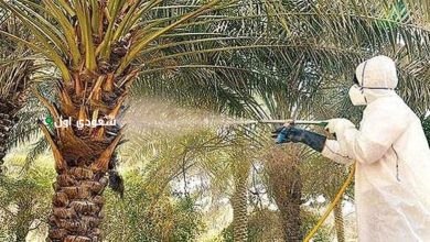 تحديات جديدة في مكافحة «سوسة النخيل» وناشطون ينصحون المزارعين بالتخلص من المخلفات