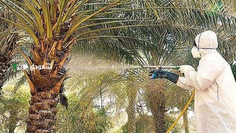 تحديات جديدة في مكافحة «سوسة النخيل» وناشطون ينصحون المزارعين بالتخلص من المخلفات