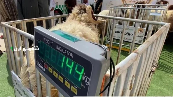 فوائد بيع المواشي الحية بالوزن وأساليب تحديد الأسعار بين البائعين والمشترين في مصر