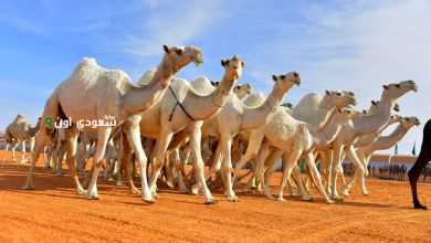 السنة الدولية للإبل