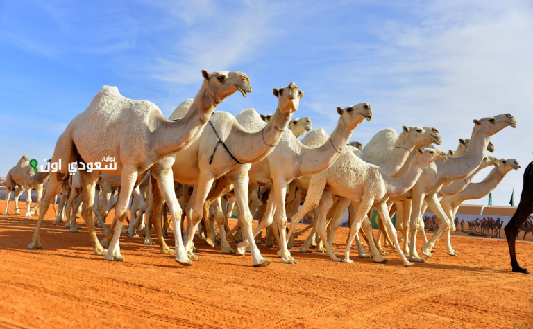 السنة الدولية للإبل