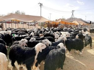 مشروع تركيب موازين المواشي