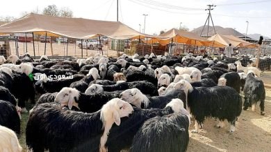 مشروع تركيب موازين المواشي