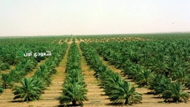 وعد الرمال