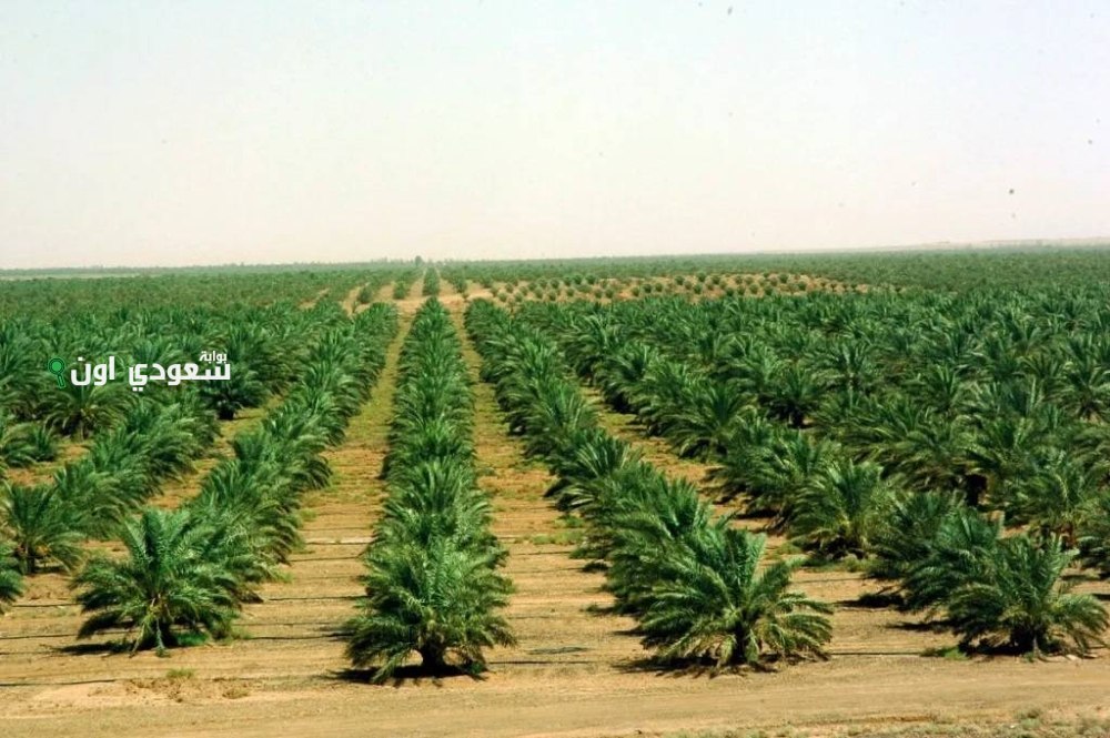 السعودية تطلق مشروع “وعد الرمال” لبناء واحة ذكية وسط الصحراء الكبرى