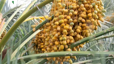 مدينة الروثانة ترحب بالزوار وتوفر خيارات متنوعة للجذب في المدينة المنورة