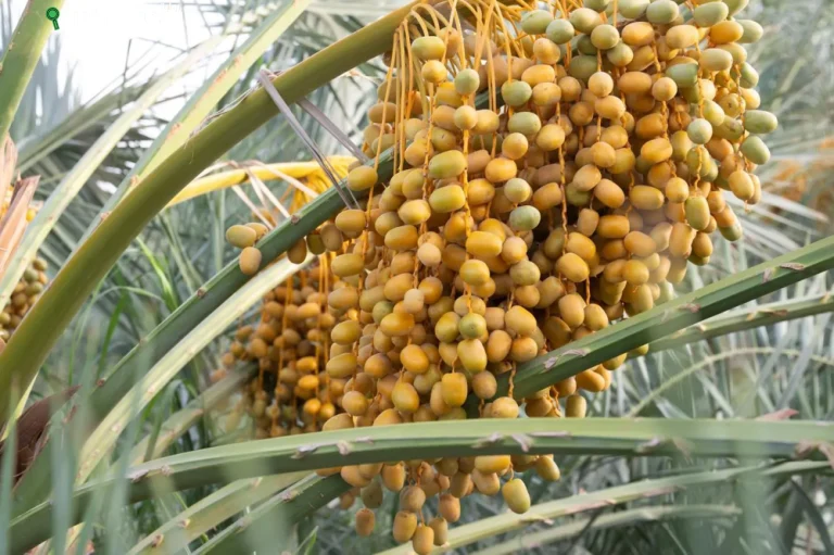 مدينة الروثانة ترحب بالزوار وتوفر خيارات متنوعة للجذب في المدينة المنورة