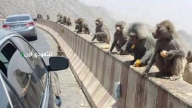 «الحياة الفطرية» تكشف عن أسباب انتشار قرود البابون في مدينة الرياض